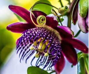Passiflora