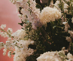 hortensia