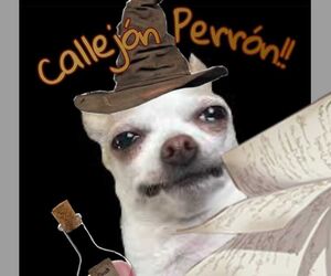 Callejon Perro