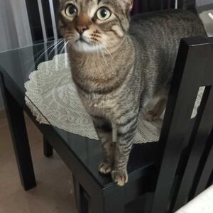 Emilio