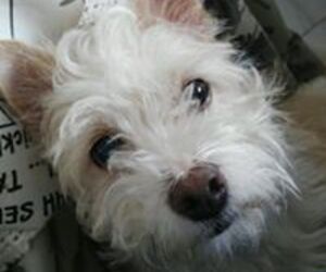 Reiki Ruben Se