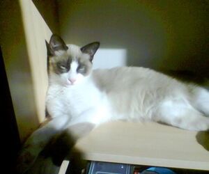 Carmen