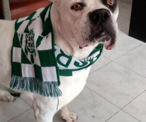 Ismael