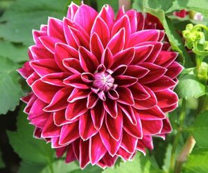 Rosa