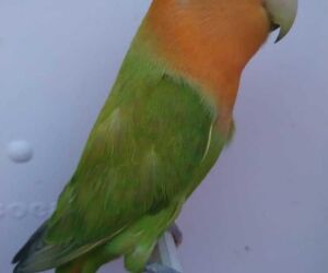 Jose carlos