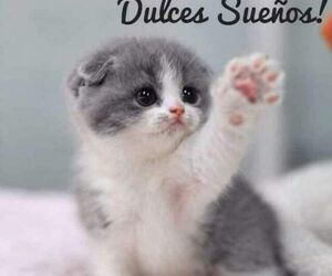 Rocio