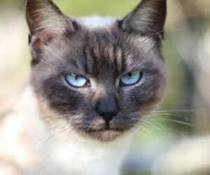Gatuno