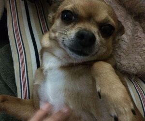 Felipe