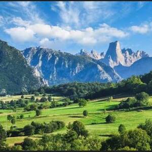 Reale