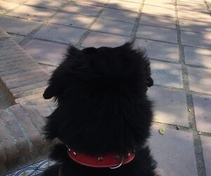 Rocio