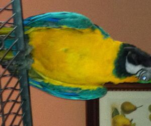 jose