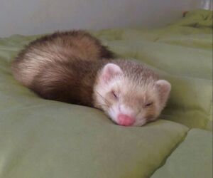 Antonio