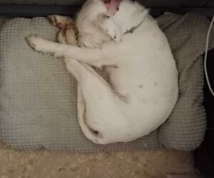 blanca