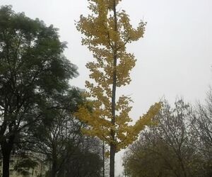 etnavesu