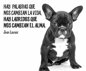 Marydoglover