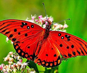 Mariposasevillana 