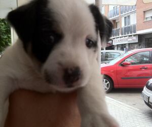 Babuino