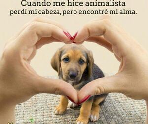 Amaera