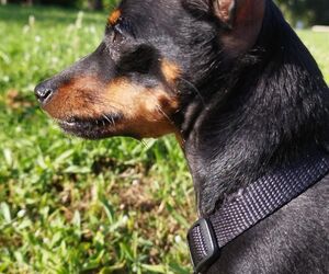 Loky