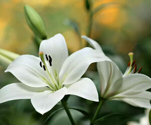 Shiroi