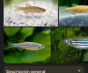 Guadalupe