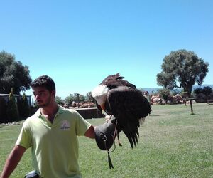 Gerardo