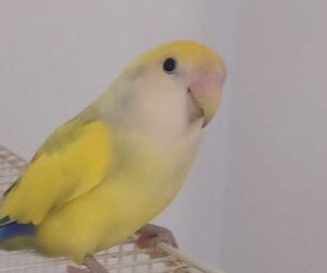 jose