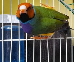 Josema