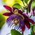 Passiflora
