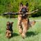 Actividades con perros