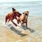 Actividades con perros