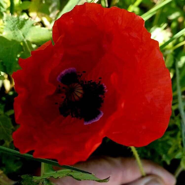 Foto de perfil de Laura