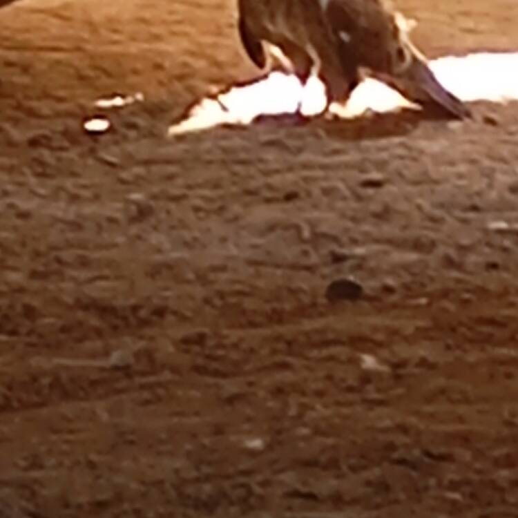 Foto de perfil de Sevillano