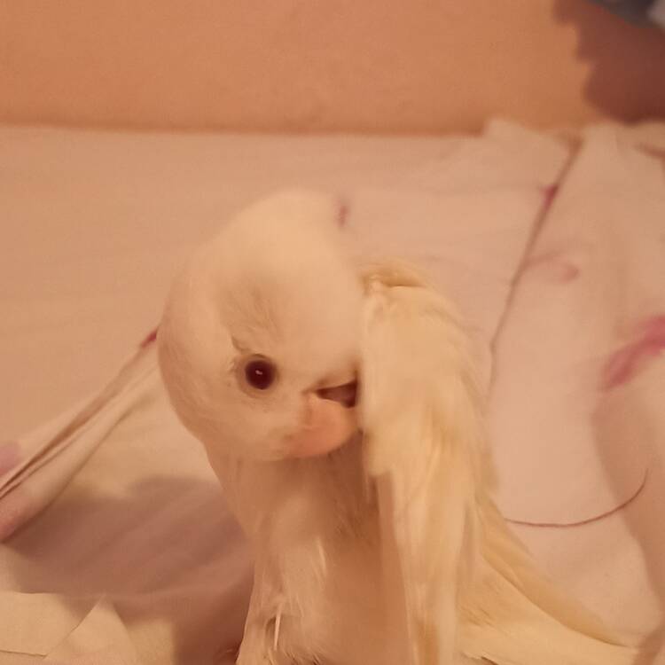 Foto de perfil de Virginia