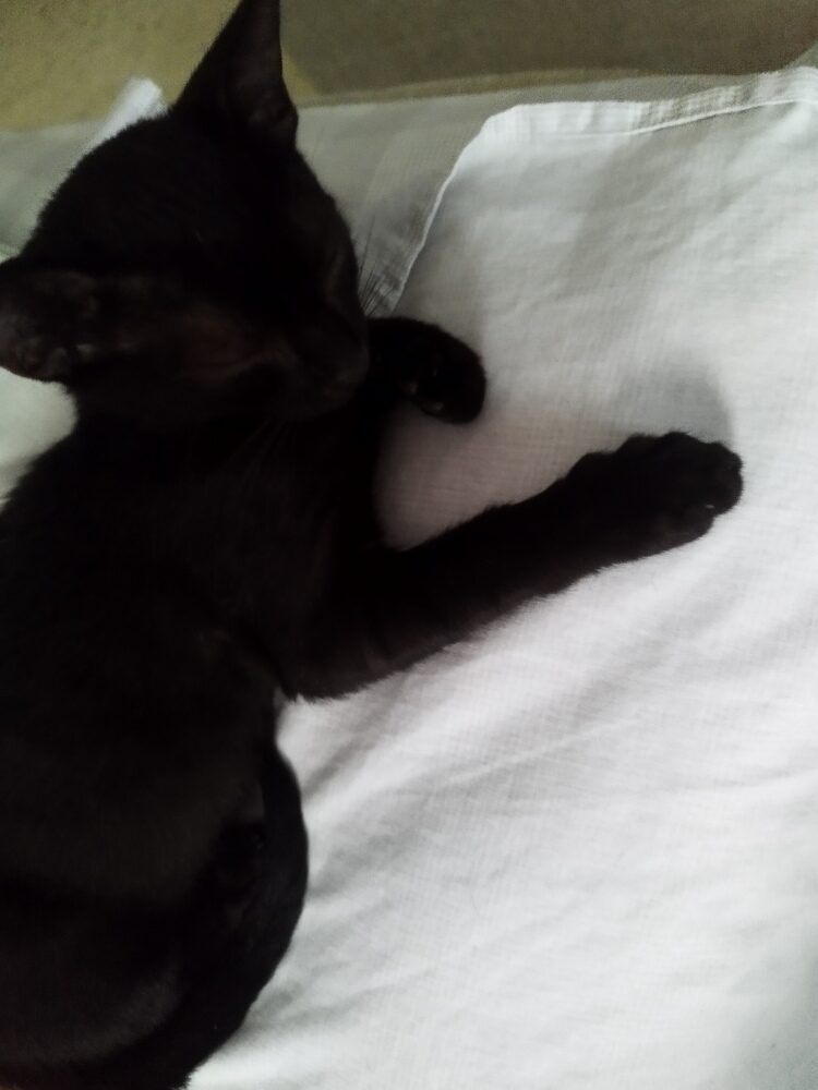 Foto de perfil de Fran