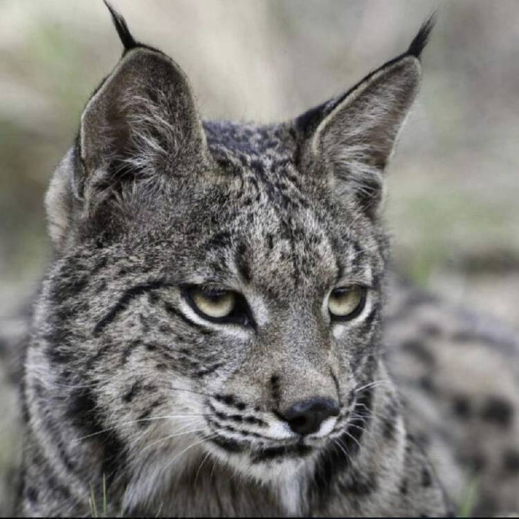 Foto de perfil de Ojo